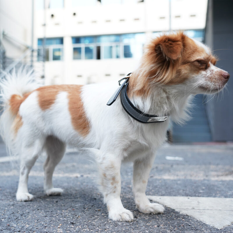 Veitorld Durable Dog Collar - Cute and Escape-Resistant Design for Secure and Reliable Wear - Image 6